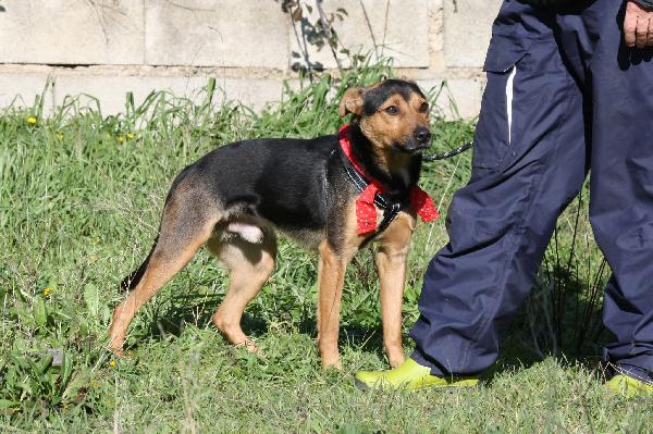Morbidello cagnolino dolcissimo e giocherellone in adozione  Foto 4