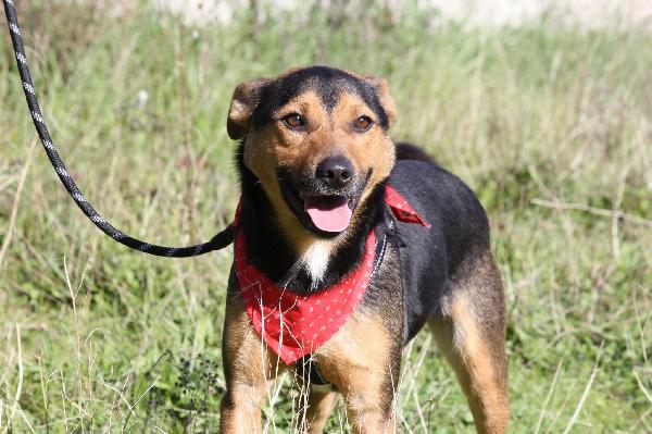 Morbidello cagnolino dolcissimo e giocherellone in adozione  Foto 5