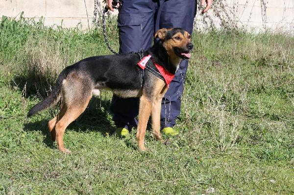 Morbidello cagnolino dolcissimo e giocherellone in adozione  Foto 6