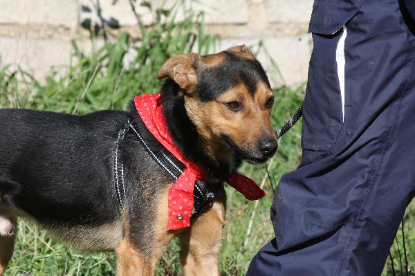 Morbidello cagnolino dolcissimo e giocherellone in adozione  Foto 7