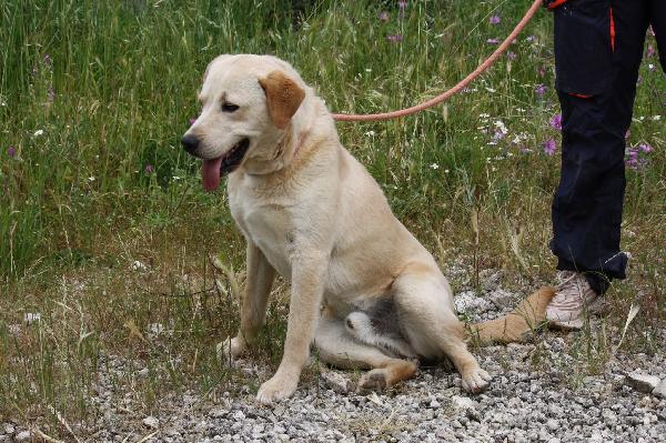 Goran mix labrador dolcissimo in adozione  Foto 2