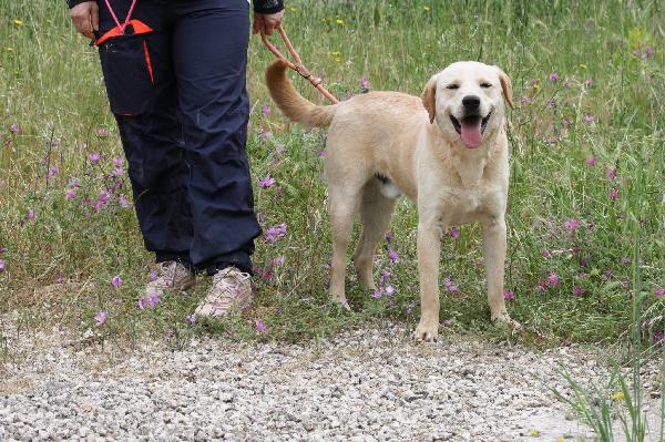 Goran mix labrador dolcissimo in adozione  Foto 3