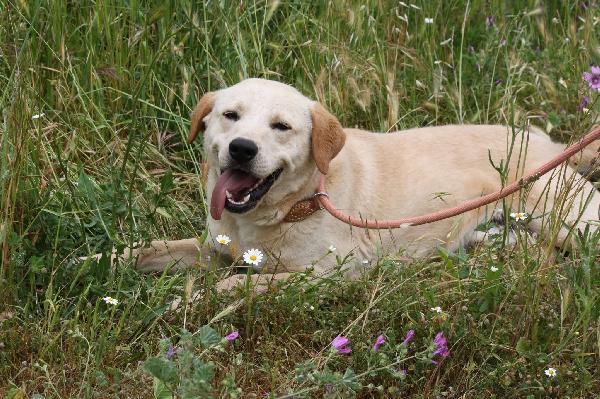 Goran mix labrador dolcissimo in adozione  Foto 4
