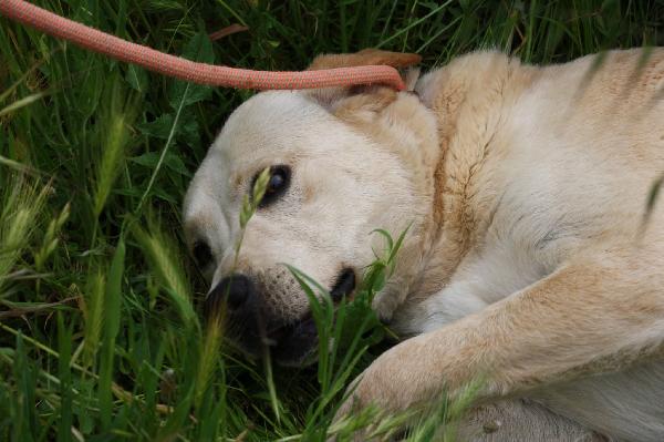 Goran mix labrador dolcissimo in adozione  Foto 6