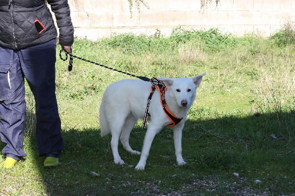 Erik cucciolotto mix pastore svizzero in adozione  Foto 2