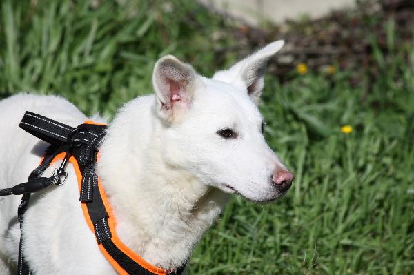 Erik cucciolotto mix pastore svizzero in adozione  Foto 3
