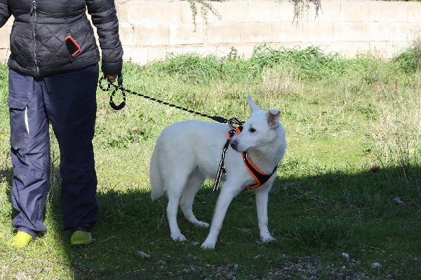 Erik cucciolotto mix pastore svizzero in adozione  Foto 4