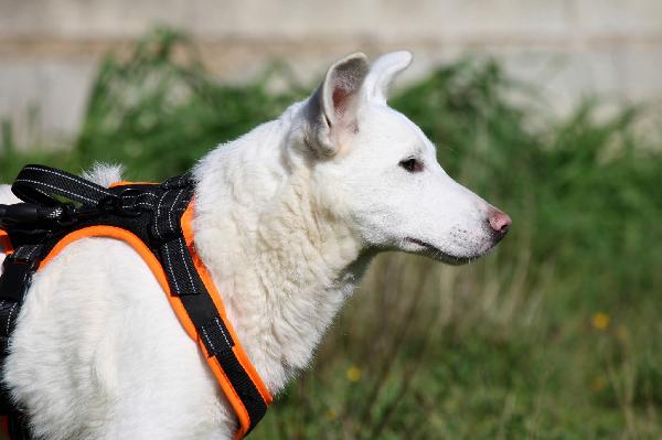 Erik cucciolotto mix pastore svizzero in adozione  Foto 7