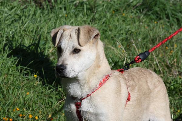 Ettore Cucciolo Mix Labrador In Attesa Di Una Mamma 