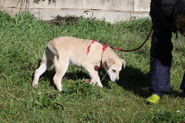 Ettore cucciolo mix labrador in attesa di una mamma  Foto 2