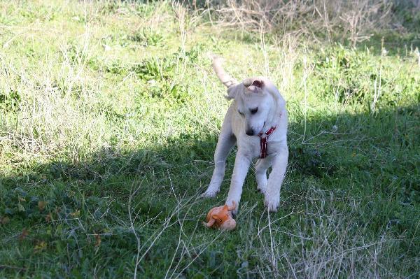 Ettore cucciolo mix labrador in attesa di una mamma  Foto 4