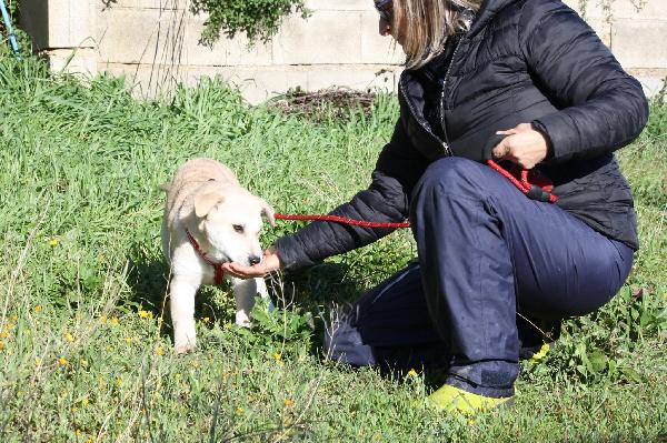 Ettore cucciolo mix labrador in attesa di una mamma  Foto 5