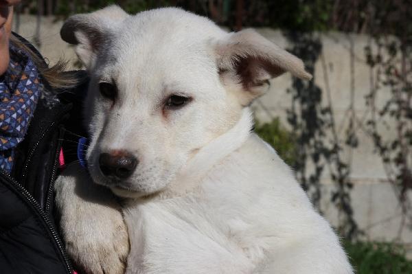 Mario Cucciolo Mix Akita In Adozione 