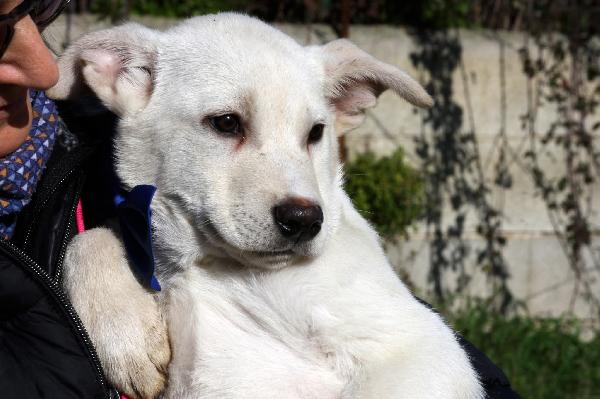 Mario cucciolo mix akita in adozione  Foto 2