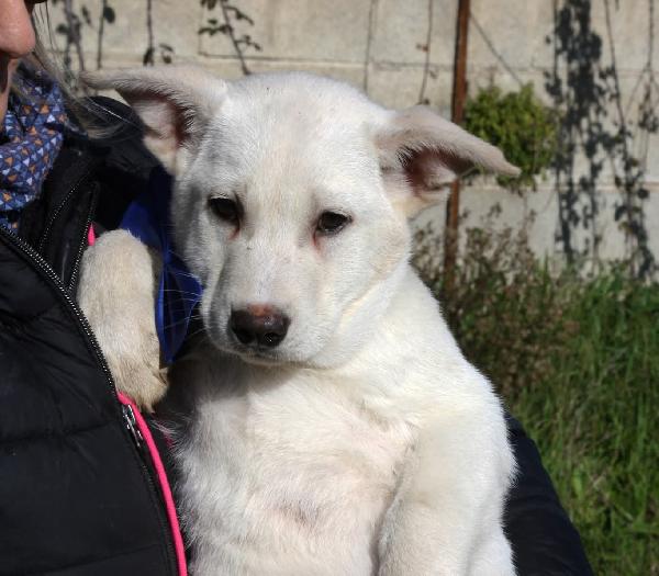 Mario cucciolo mix akita in adozione  Foto 3