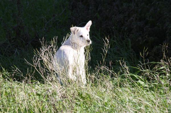 Scintilla Cucciola Dolcissima Aspetta La Sua Famiglia 