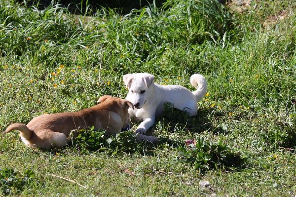 Scintilla cucciola dolcissima aspetta la sua famiglia  Foto 2