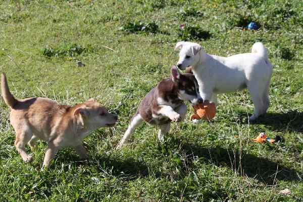 Scintilla cucciola dolcissima aspetta la sua famiglia  Foto 3