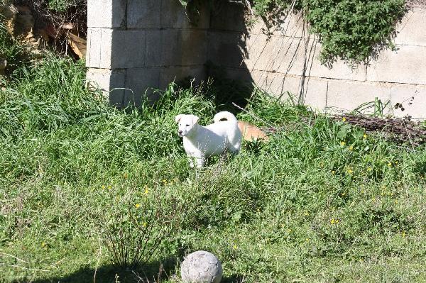 Scintilla cucciola dolcissima aspetta la sua famiglia  Foto 4