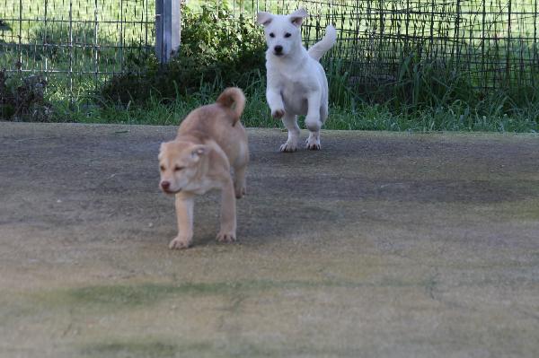 Scintilla cucciola dolcissima aspetta la sua famiglia  Foto 6