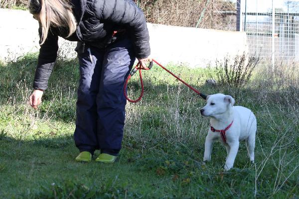 Scintilla cucciola dolcissima aspetta la sua famiglia  Foto 7
