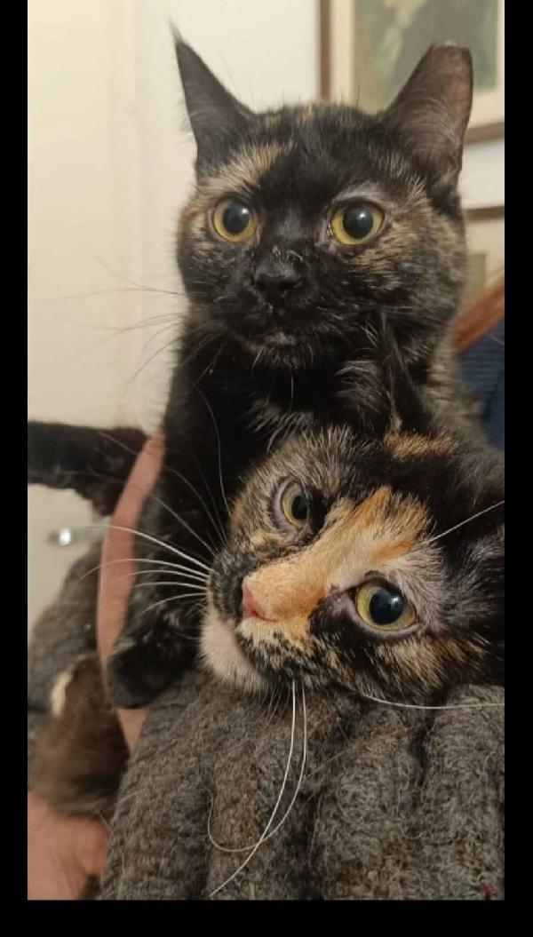 Peonia E Petunia Bellissime Micine Tartarugate 