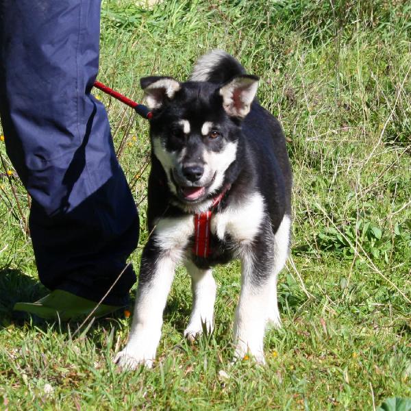Matilde Coccolonissima Cucciola In Adozione 