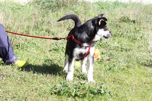 Matilde coccolonissima cucciola in adozione  Foto 3