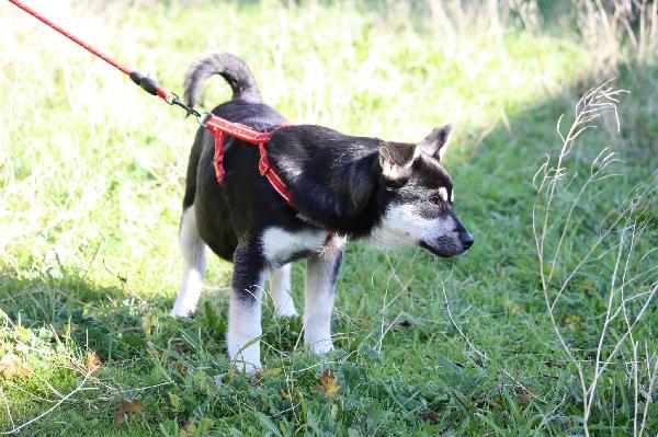 Matilde coccolonissima cucciola in adozione  Foto 4