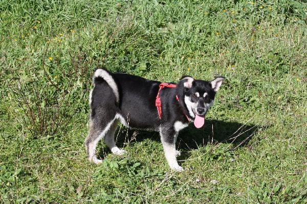 Matilde coccolonissima cucciola in adozione  Foto 5