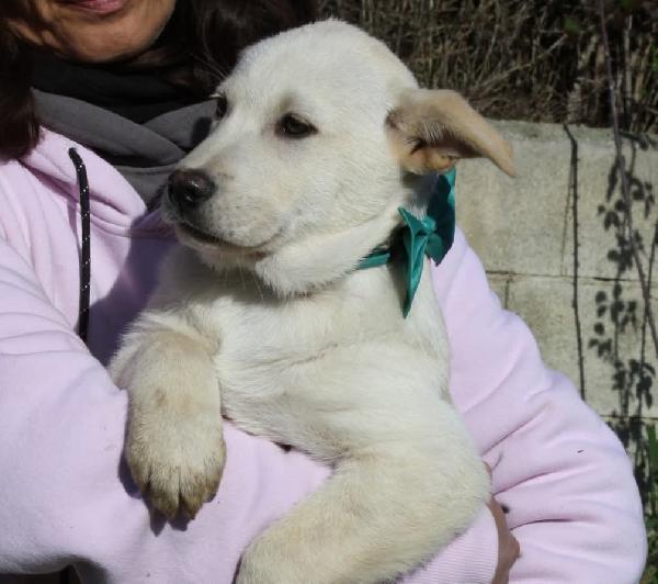 Joy papatoso cucciolo in attesa di una super famiglia  Foto 2