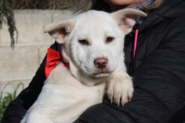 Zack Cucciolo Meraviglioso In Attesa Di Una Fab7