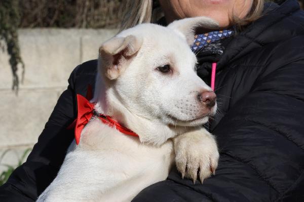 Zack cucciolo meraviglioso in attesa di una fab7 Foto 2