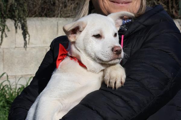 Zack cucciolo meraviglioso in attesa di una fab7 Foto 3