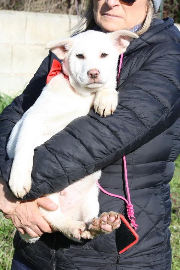 Zack cucciolo meraviglioso in attesa di una fab7 Foto 4