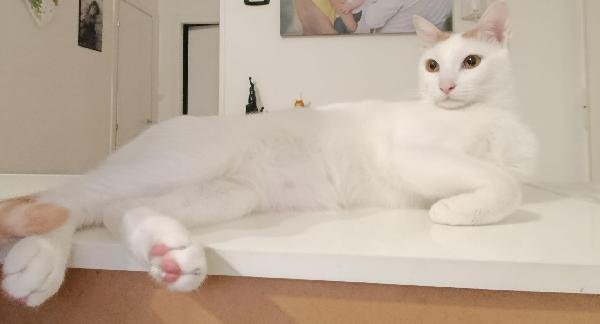 Zury Dolcissimo Micio In Adozione 