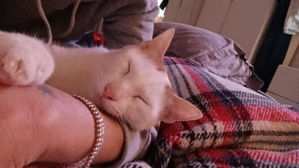 Zury dolcissimo micio in adozione  Foto 4