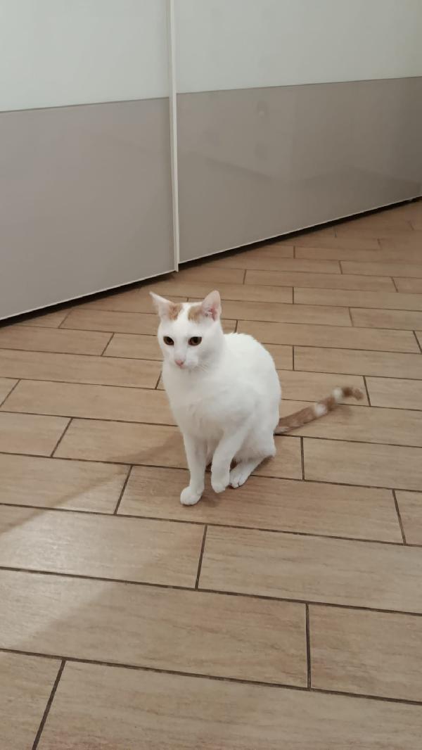 Zury dolcissimo micio in adozione  Foto 6