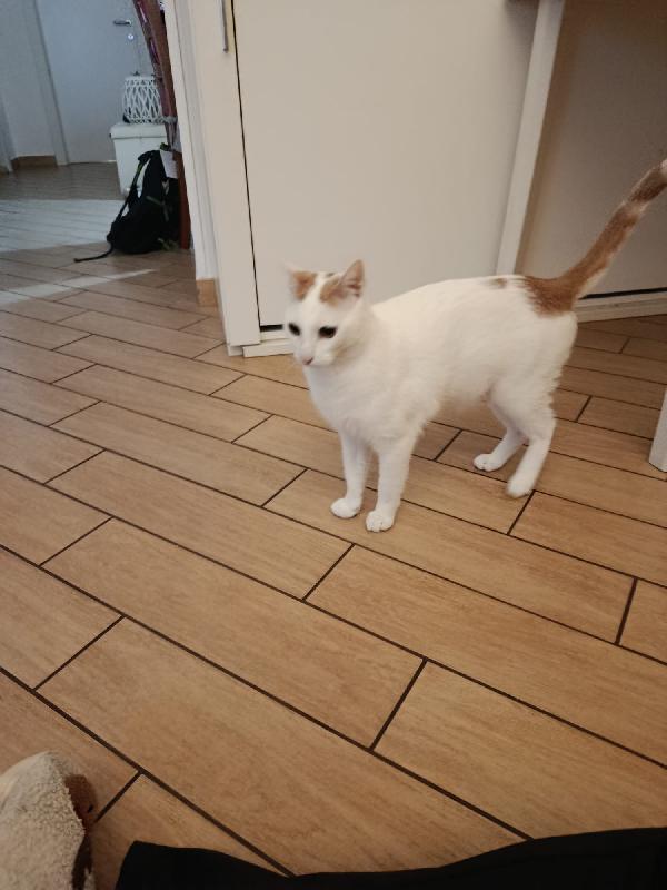 Zury dolcissimo micio in adozione  Foto 8