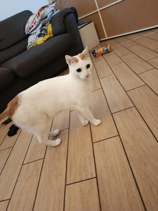 Zury dolcissimo micio in adozione  Foto 9