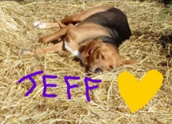 Mix Beagle adulto URGE FAMIGLIA SPECIALE. PESARO Foto 2