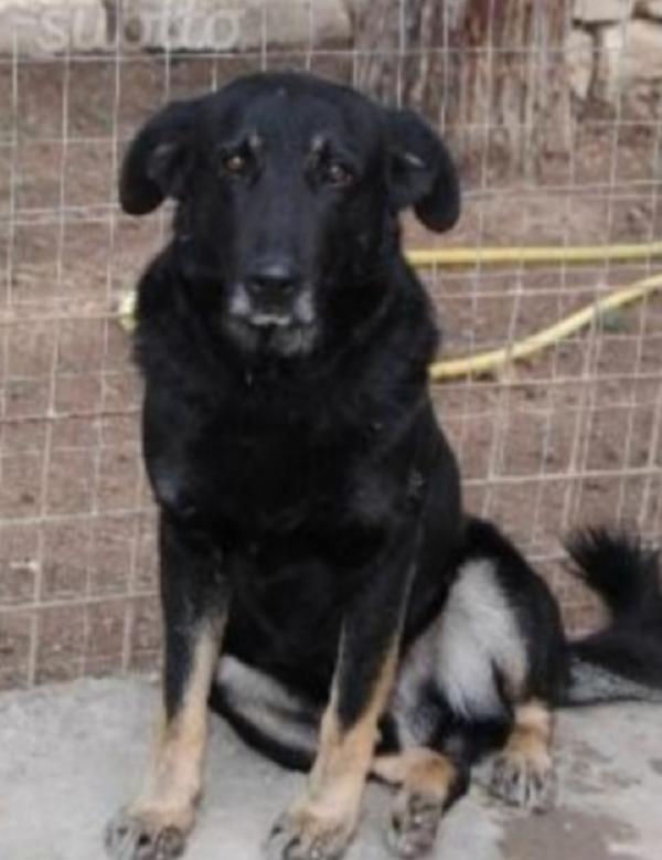 Biscotto 13Anni Tutti Di Canile!!!! Bari