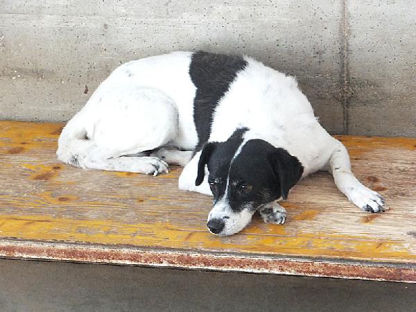 Casper (Taglia Mediopiccola)