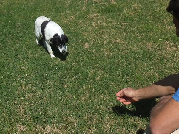 Casper (taglia mediopiccola) Foto 5