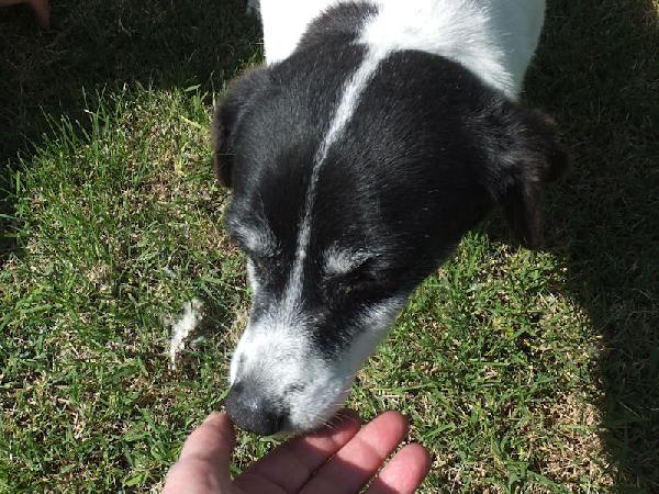 Casper (taglia mediopiccola) Foto 6