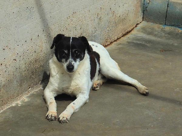 Casper (taglia mediopiccola) Foto 8