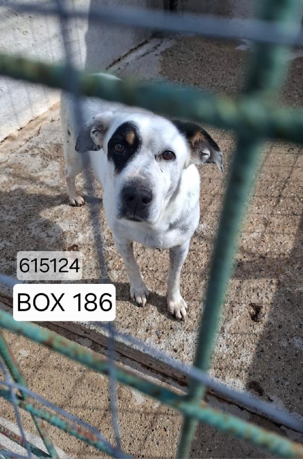 Fiorella 14 Anni Taglia Media