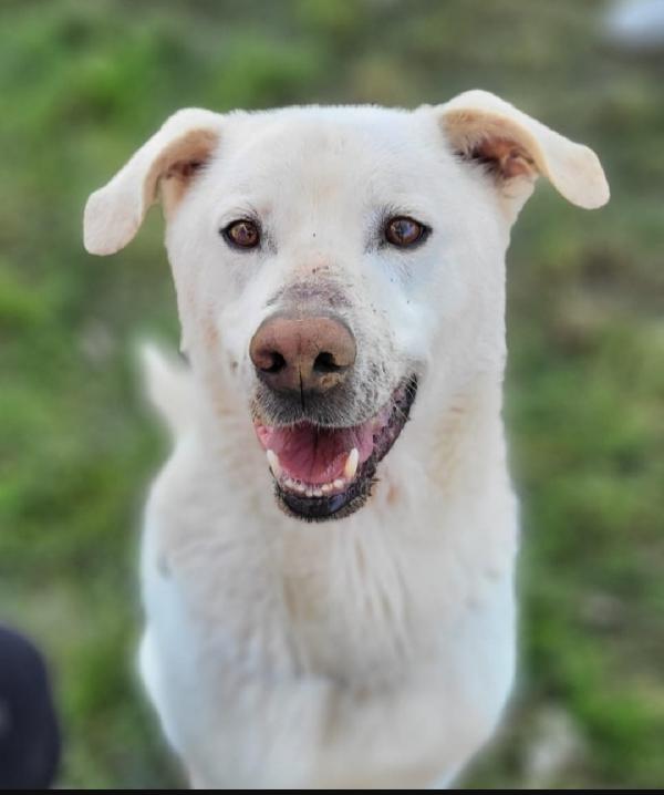 Rino x 7anni con la museruola h.24!CASERTA Foto 3