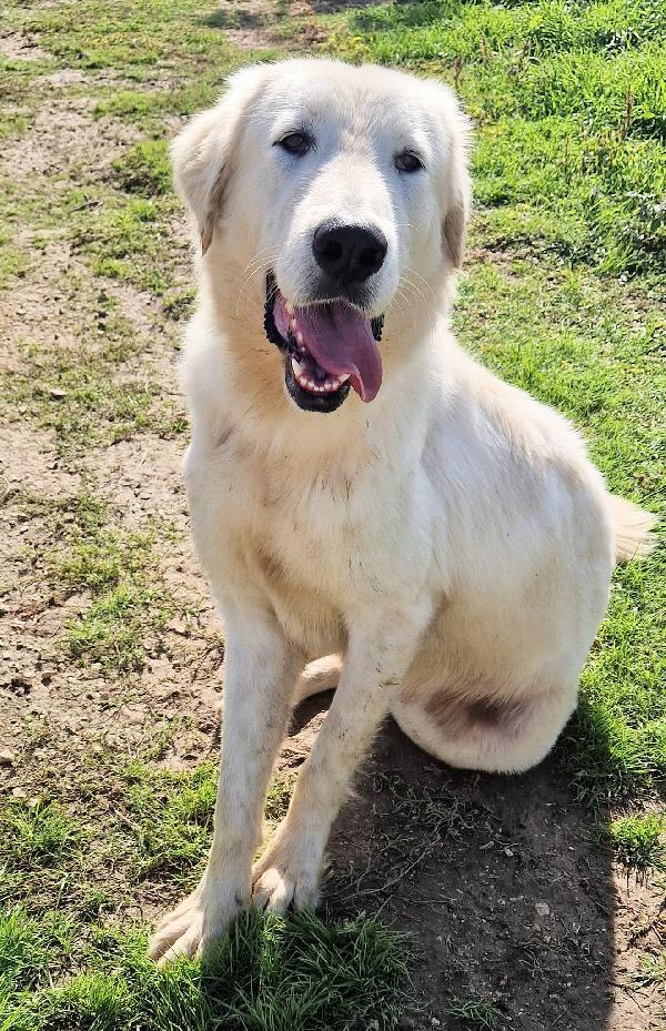 Perche' Nessuno Chiede Di Sonny?Adottabile In Tutta Italia!