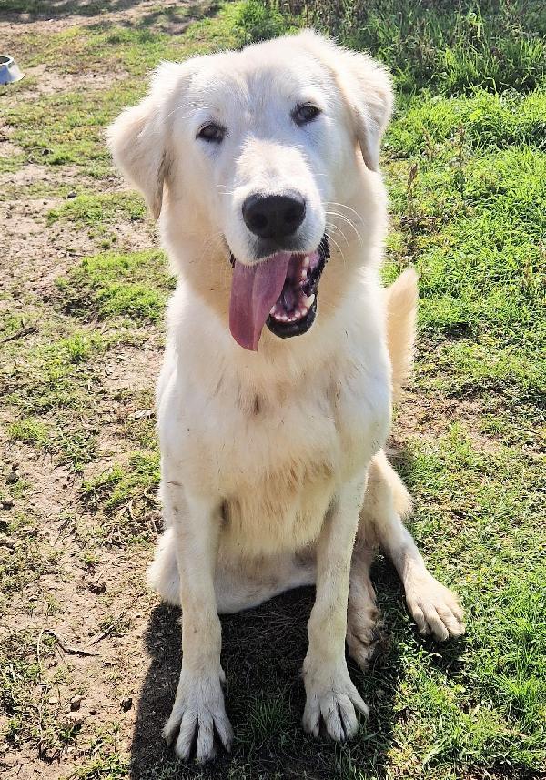 PERCHE' NESSUNO CHIEDE DI SONNY?ADOTTABILE IN TUTTA ITALIA! Foto 2